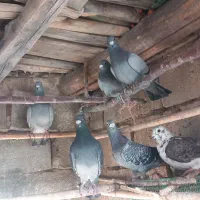 14 دوبر  عکس نگاه حیوون  تعریف تمجید  نمیخواهد