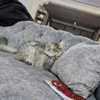 بریتیش ماده|گربه|تهران, چیتگر جنوبی|دیوار