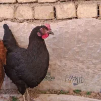 دوعدد مرغ تخم گذار