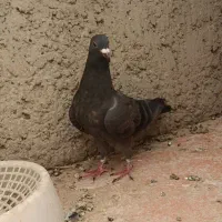ماده پلاکی