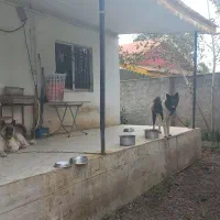 جاده انزلی.باغ پرندگان