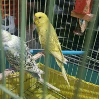 مرغ عشق|پرنده|اندیمشک, |دیوار