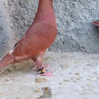 سرخ|پرنده|زاهدان, |دیوار