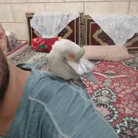 فروش یک جفت عروس هلندی کار داده|پرنده|شیراز, کرونی(خاتونک)|دیوار