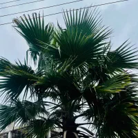 درخت نخل واشنگتن