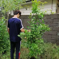 نهال نارنج شیرازی،ازگیل ژاپنی(انبوه)،سرونازشیرازی