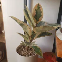 فروش گل های آپارتمانی|گل و گیاه طبیعی|ساری, |دیوار