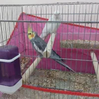 دو عدد عروس هلندی سرحال نر و ماده امامزاده