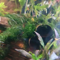 خزه کریسمس و حلزون بلک دویل سوپر سایز