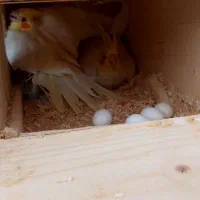 جفت مولد عروس هلندی جوجه عروس هلندی ،عروس مولد|پرنده|وحیدیه, |دیوار