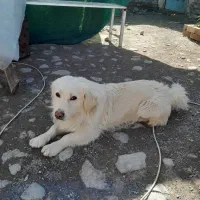 سگ اشپیتزو|سگ|نیشابور, تریا پارک|دیوار