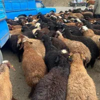 فروش گوسفنده زنده داخل باغ در کلاک پایین