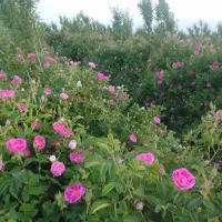 گل محمدی .پا جستی