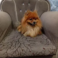 واگذاری سگ پامر یا پامرین نر