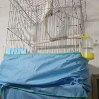 یک جفت عروس هلندی عالی