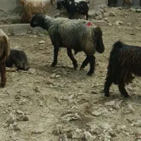 قوچ