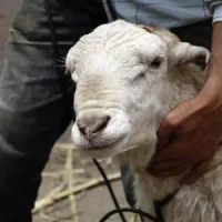 قصابی وسلاخی گوسفند بصورت سیار در محل خودتان