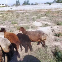 گوسفندآبستنسنگین