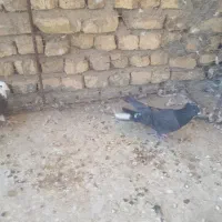 ماده دم گیر|پرنده|برخوار, |دیوار