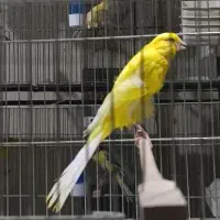 قناری کشیده بلند|پرنده|ری, اقدسیه|دیوار