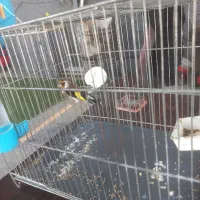 سهره جفتی تولک|پرنده|دماوند, دماوند|دیوار