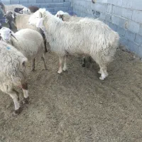 قوچ|حیوانات مزرعه|بجنورد, |دیوار