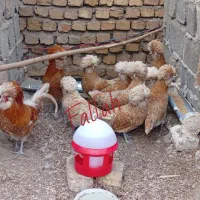 جوجه گلین سلطان کوشین پولند جاپنیز