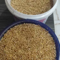 ارزن برای پرنده عروس هلندی طوطی برزیلی