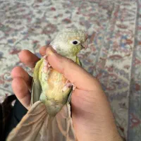 گرینچیک اهلی