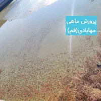 ماهی عید|ماهی|قم, شهرک طالقانی|دیوار