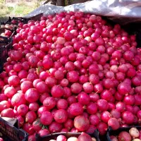 فروش انار عمده ای