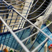 عروس هلندی|پرنده|رحیم‌آباد, |دیوار