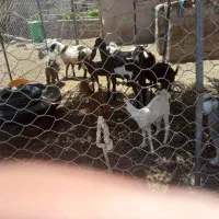 گوسفندفروشی