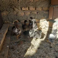 جوجه محلی ۱۵ روزه درجه ۱