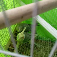 عروس هلندی مولد|پرنده|نقده, |دیوار