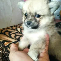 توله|سگ|بندرعباس, |دیوار