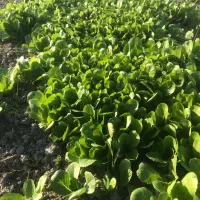 فروش نشا کاهو|خدمات باغبانی و درختکاری|سورک, |دیوار