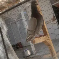 کفتر