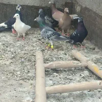 کبوتر ها همه صید پشت بام بلنده هستن