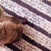 رامهرمز میدان بسیج