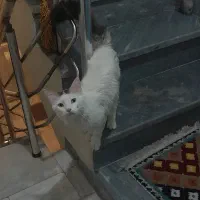 گربه خونگی|گربه|اراک, |دیوار