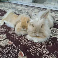 فروش دو خرگوش لوپ و لوپ جرسی|موش و خرگوش|بوشهر, |دیوار