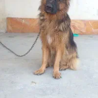 ژرمن قابل معاوضه|سگ|تنکابن, |دیوار