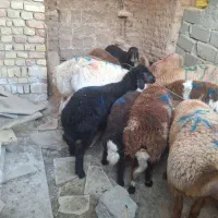 بره نر افشاری
