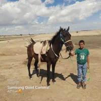 اسب ترکمن|اسب و تجهیزات اسبسواری|گنبد کاووس, |دیوار