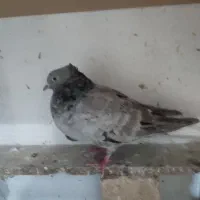 دم سفید ب شرط