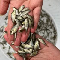 بچه ماهی گرمابی امور و کپور
