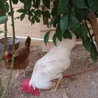 خروس و مرغ تخم گذار