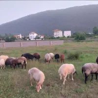 فروش گوسفند زنده محلی