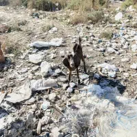 بز ماده|حیوانات مزرعه|خرمشهر, |دیوار